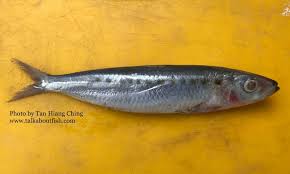 Image result for ikan