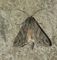 Attēlu rezultāti vaicājumam “Cucullia fraudatrix”