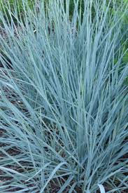 Attēlu rezultāti vaicājumam “Leymus arenarius”