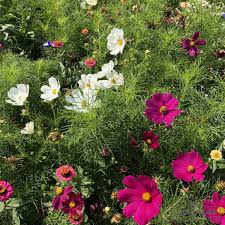 Image result for Schmuckkörbchen