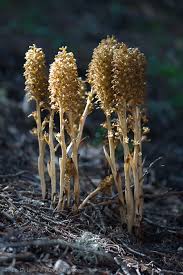 Attēlu rezultāti vaicājumam “Neottia nidus-avis”