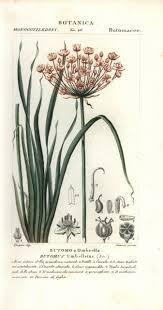 Attēlu rezultāti vaicājumam “Butomus umbellatus”