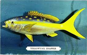 Image result for Ocyurus chrysurus