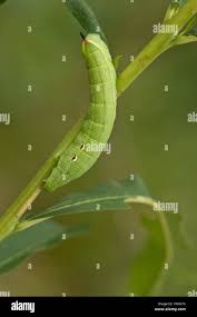 Attēlu rezultāti vaicājumam “Deilephila elpenor larva”