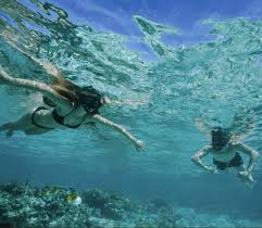 Image result for Wyndley NSC Snorkelling Club