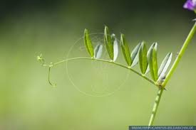 Attēlu rezultāti vaicājumam “Vicia angustifolia leaf”