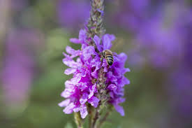 Attēlu rezultāti vaicājumam “Lythrum salicaria flower”