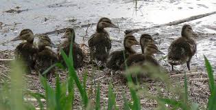 Attēlu rezultāti vaicājumam “Anas platyrhynchos juvenile”