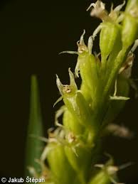 Attēlu rezultāti vaicājumam “Malaxis monophyllos flower”