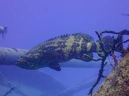 Image result for Epinephelus itajara