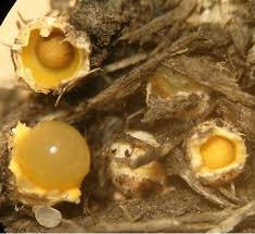 Attēlu rezultāti vaicājumam “Sphaerobolus stellatus”