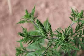 Attēlu rezultāti vaicājumam “Ambrosia artemisiifolia fruit”