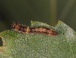 Attēlu rezultāti vaicājumam “Drepana falcataria”