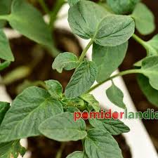 Afbeeldingsresultaat voor black sea man tomato