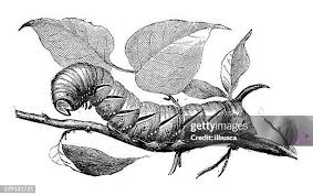 Attēlu rezultāti vaicājumam “Sphinx ligustri larva”