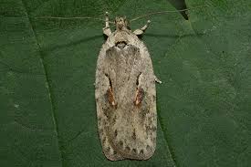 Attēlu rezultāti vaicājumam “Agonopterix ocellana”