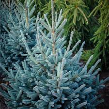 Attēlu rezultāti vaicājumam “Picea abies”