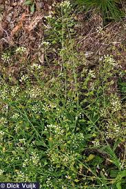 Attēlu rezultāti vaicājumam “Capsella bursa-pastoris flower”