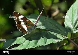 Attēlu rezultāti vaicājumam “Limenitis camilla underside”