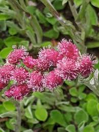 Attēlu rezultāti vaicājumam “Antennaria dioica leaf”