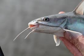 Image result for Ariopsis felis