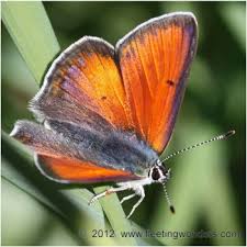 Attēlu rezultāti vaicājumam “Lycaena hippothoe male”