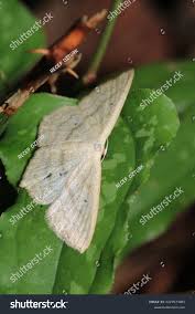 Attēlu rezultāti vaicājumam “Rivula sericealis”