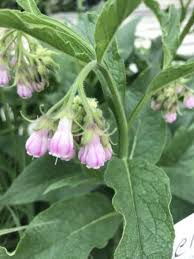 Image result for Symphytum officinale