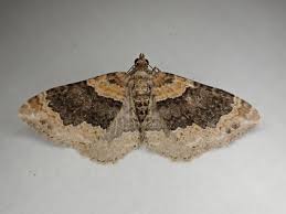 Attēlu rezultāti vaicājumam “Xanthorhoe ferrugata”