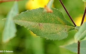 Attēlu rezultāti vaicājumam “Helianthus tuberosus leaf”