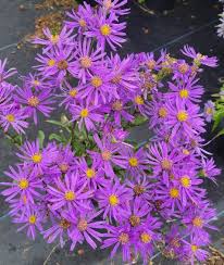 Image result for Aster amellus