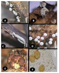 Attēlu rezultāti vaicājumam “Stemonitopsis subcaespitosa spores”