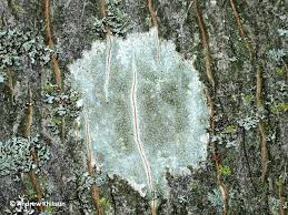 Attēlu rezultāti vaicājumam “Lecanora argentata”