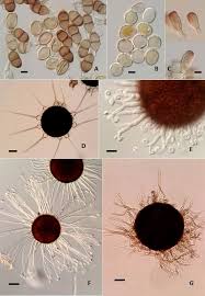 Attēlu rezultāti vaicājumam “Uromyces dactylidis”