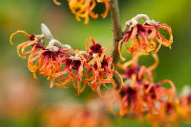 Attēlu rezultāti vaicājumam “Hamamelis mollis flower”