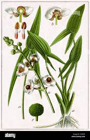 Attēlu rezultāti vaicājumam “Alismataceae”