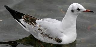 Attēlu rezultāti vaicājumam “Larus ridibundus”