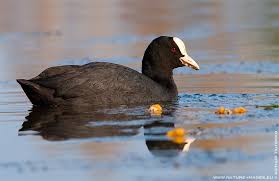 Attēlu rezultāti vaicājumam “Fulica atra”