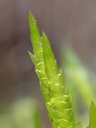 Attēlu rezultāti vaicājumam “Calliergonella cuspidata”