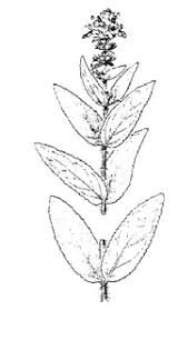 Attēlu rezultāti vaicājumam “Stachys palustris leaf”