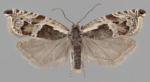 Attēlu rezultāti vaicājumam “Ancylis myrtillana”