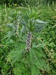 Image result for Leonurus cardiaca