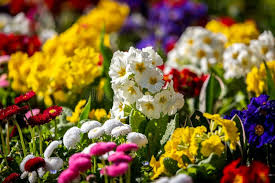 Attēlu rezultāti vaicājumam “Primula x polyantha flower”