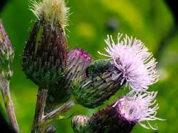 Attēlu rezultāti vaicājumam “Cirsium arvense flower”