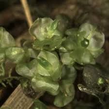 Attēlu rezultāti vaicājumam “Pseudobryum cinclidioides”