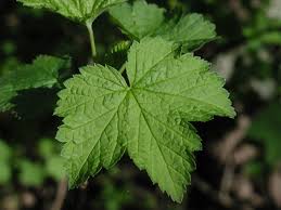 Attēlu rezultāti vaicājumam “Ribes spicatum”