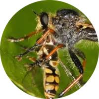 Attēlu rezultāti vaicājumam “Eupeodes nielseni”