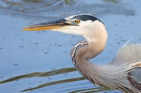 Image result for heron