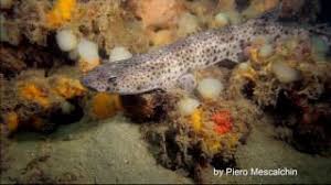 Image result for Scyliorhinus stellaris