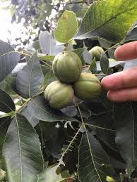 Attēlu rezultāti vaicājumam “Carya ovata fruit”